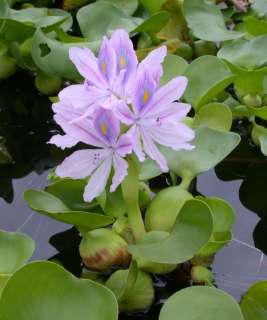 Wasserhyazinthe Schwimmpflanze / Eichhornia crassipes für Teich 