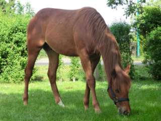 Quarter Horse Wallach, Herzensbrecher TL Classic Tour Enkel in 