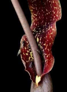 Typhonium venosum Voodoo Lilie Eidechsenwurz Knolle 2 3cm 