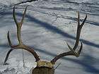 Whitetail Rack, Shed, Antlers, Non typical Score 215 YOU BETTER TAKE A 