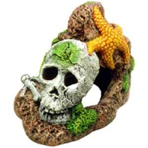 com Resin Ornament   Skull With Starfish (Catalog Category Aquarium 