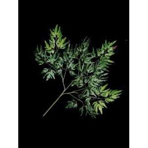  Silk Greenery, Aralia Spray DOZ   21 in.