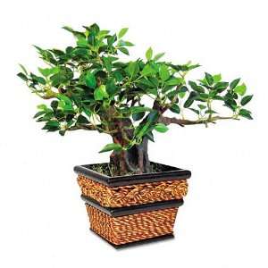  Nu Dell Products   Nu Dell   Artificial Bonsai Plant in a 