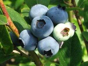 Highbush Blueberry Seeds 25+  