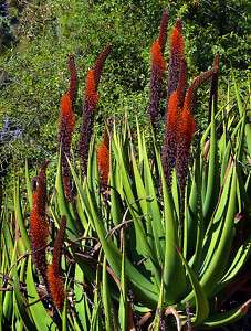   Rarest succulent,cactus seeds~Red Cats Tail South african Seeds