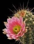 Echinocereus coccineus RARE PINK HEDGEHOG CACTUS SEEDS  