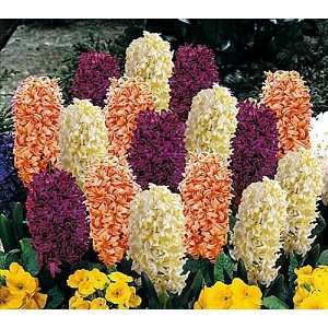    Tequila Sunrise Mix Hyacinth 6 Bulbs   Fragrant