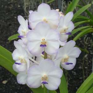HV31 Orchid Plant Vasco Viboon Velvet Grocery & Gourmet Food