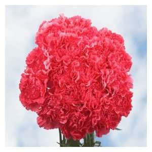 Hot Pink Carnations 350 Grocery & Gourmet Food