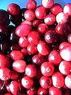 10 cranberry seeds fruiting plant great for jelly 