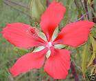 Beautiful Red Tropical Hibiscus Perennial plant seeds