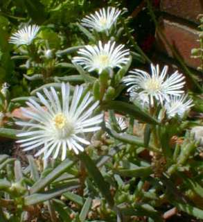Hardy White Ice Plant   Perennial   Delosperma  