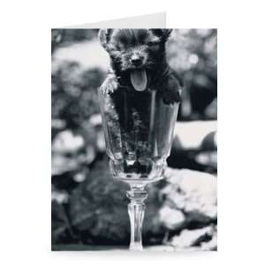  Cute Chihuahua puppy in a wine glass May   Greeting Card 