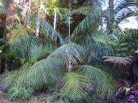 DWARF Majesty Palm RARE Live SIHARA Tree Ravenea glauca  