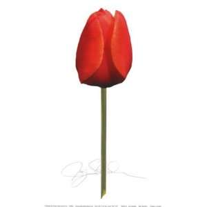  Red Tulip by Jay Schadler 15x27