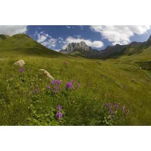  Wildflowers in Valley Beneath Mt Chaukhi by Mark Daffey 