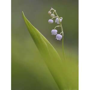 Lily of the Valley, Close up of White Flowers, Norway Photographic 