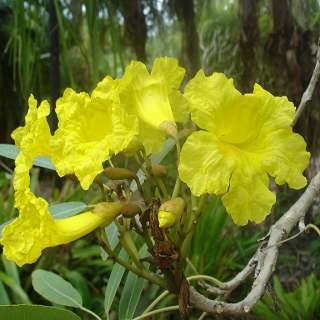 Plant type Semi evergreen to evergreen tropical flowering tree 
