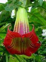   Tree Brugmansia Trumpet EXOTIC 6 Seeds~Instructions included  
