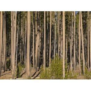 Lodgepole Pine Forest (Pinus Contorta) with Natural Regeneration by 