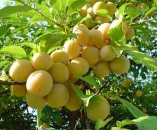 LIVE TAPERIBA Yellow Mombin Fruit SEEDS Golden HOG PLUM Tree Spondias 