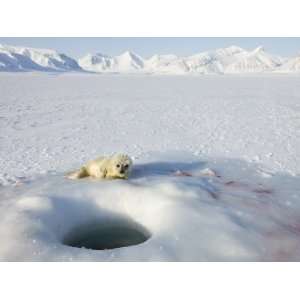  Ringed Seal Pup, Billefjord, Svalbard, Spitzbergen, Artic 