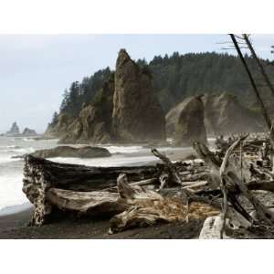  Coastal View with Huge Tree Driftwood, Washington Premium 