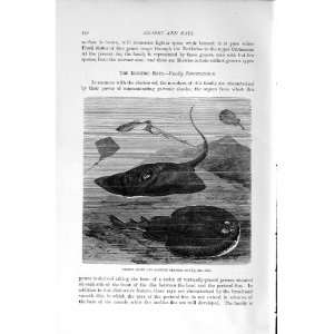   NATURAL HISTORY 1896 COMMON SKATE MARBLED ELECTRIC RAY