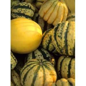  Varied Color Size Squash Farmers Market Chicago 