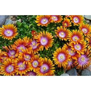  Fire Spinner Ice Plant   Perennial   Delosperma   Potted 