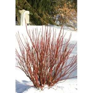  Red Twig Dogwood Arctic Fire, Super One Gallon By Monrovia 