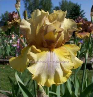 Tall Bearded Iris ~ FIESTA SONG  