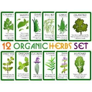  Collection of 12 Varieties of High Quality Herb Seeds   Germination 