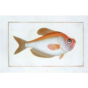 Marcus E Bloch Fish Print   Spotted Trunk Fish Fine Art Reproduction 