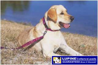 leashes match lupine ajustable collars