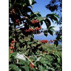 Coffee Plant and Beans, Lago Atitlan (Lake Atitlan) Beyond, Guatemala 