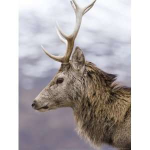  Highland Red Deer, Portrait of Stag, the Highlands 