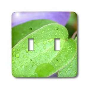 Patricia Sanders Flowers   Green Leaf with Water Drops   Light Switch 