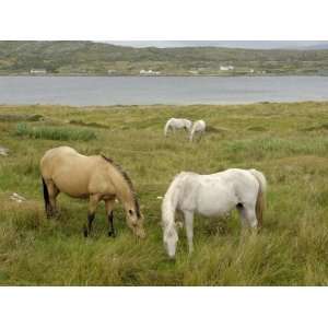  Connemara Ponies, County Galway, Connacht, Republic of 