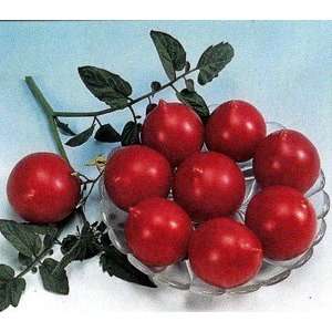  Jolly Hybrid Cherry Tomato 25 Seeds   Early Variety 