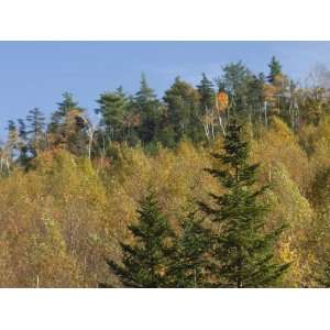  Autumn Color on Albany Mountain in the White Mountains 