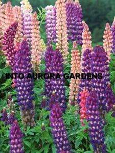50 Russell Lupine Mix Perennial Seeds Flowers  
