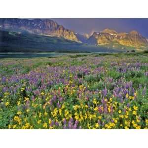  Meadow of Wildflowers in the Many Glacier Valley of 