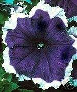 Annual BLUE FROST PETUNIA Seeds   BEST QUALITY  
