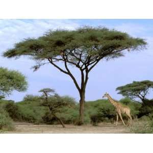  Southern Giraffe and Acacia Tree, Okavango Delta, Botswana 