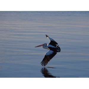  White Pelican (Pelecanus Erythrorhynchos), Nelson Bay, New 