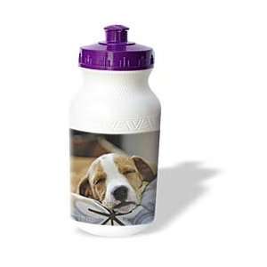   Dog   2 months old puppy sleeping   Water Bottles