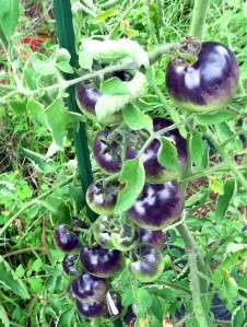Blue Purple Tomato Plant Seeds Indigo Rose   Unique Organic Open 