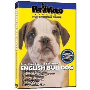  English Bulldog DVD   Everything You Should Know About 