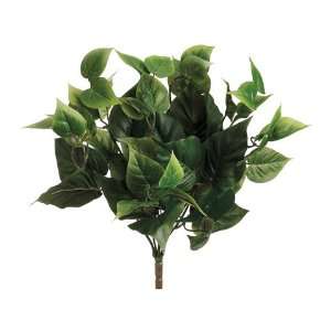  15 King Philodendron Bush w/56 Lvs. Green (Pack of 12 